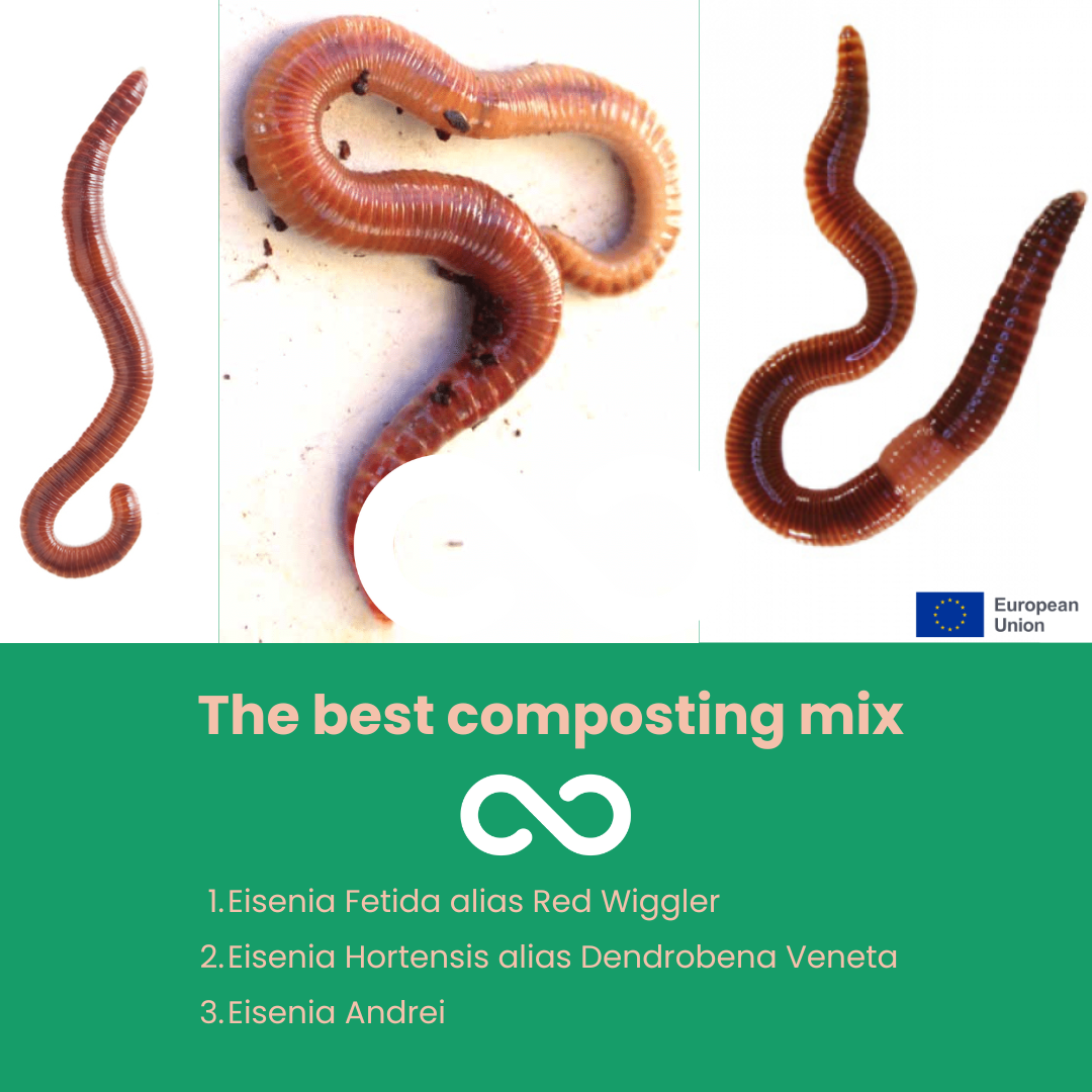 Kompostwürmer